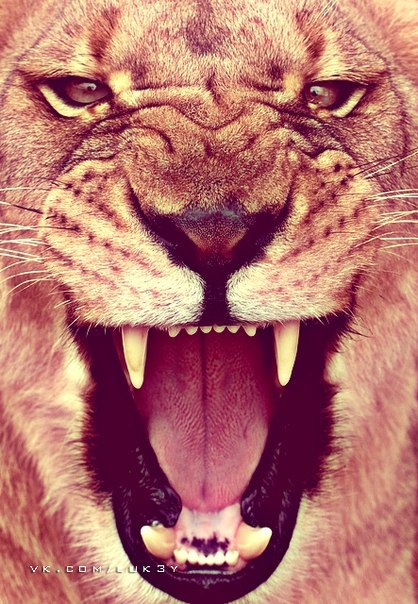 Ваня Намёткин JUDO | 