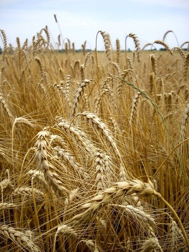 Машуня Павлова Мазаичка | Москва