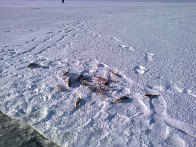 Сергей Чикварин | Санкт-Петербург