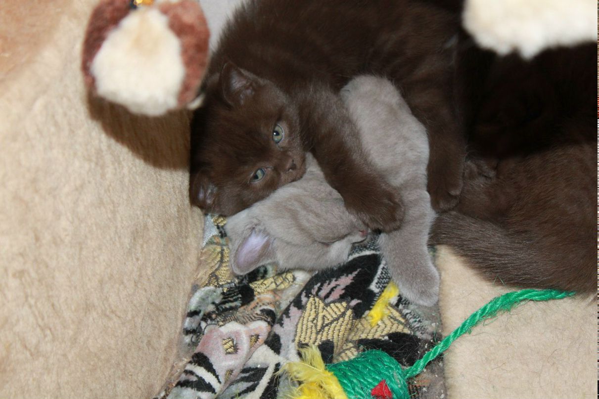 Марина Пронина | Златоуст