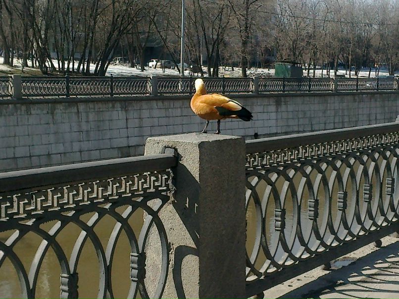 Angel Bolmosov | Москва