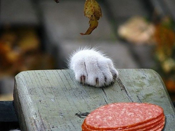 Наталья Григорьева | Санкт-Петербург