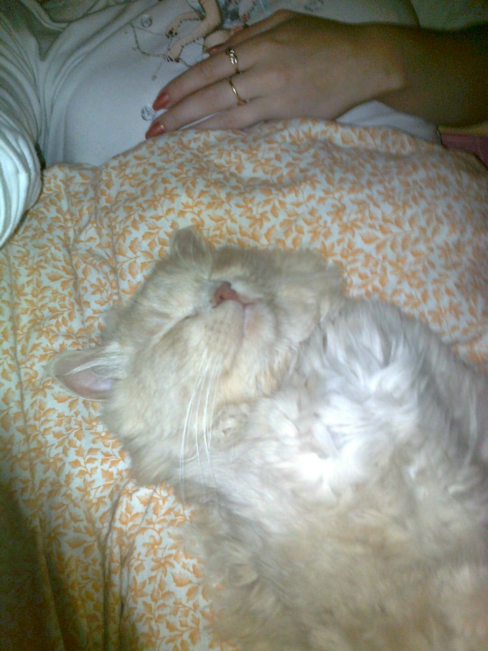 Илона Калюжная | Днепр (Днепропетровск)