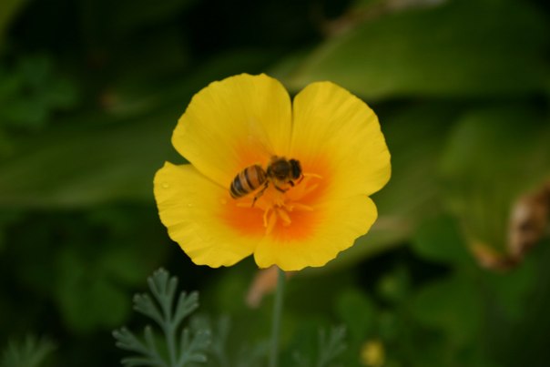 №119, Альона Фризская, Яготин №119, Альона Фризская, Яготин