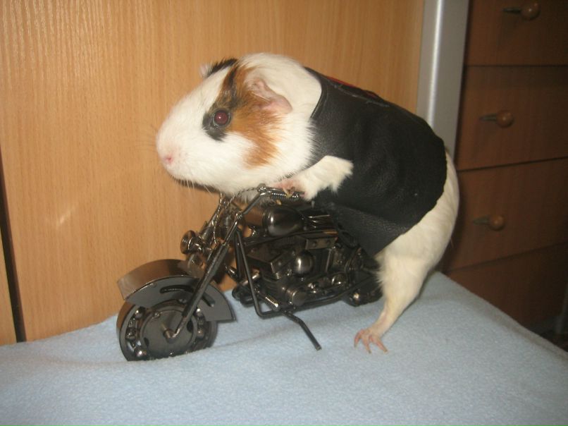 Мамай Коцюбинский | Киев