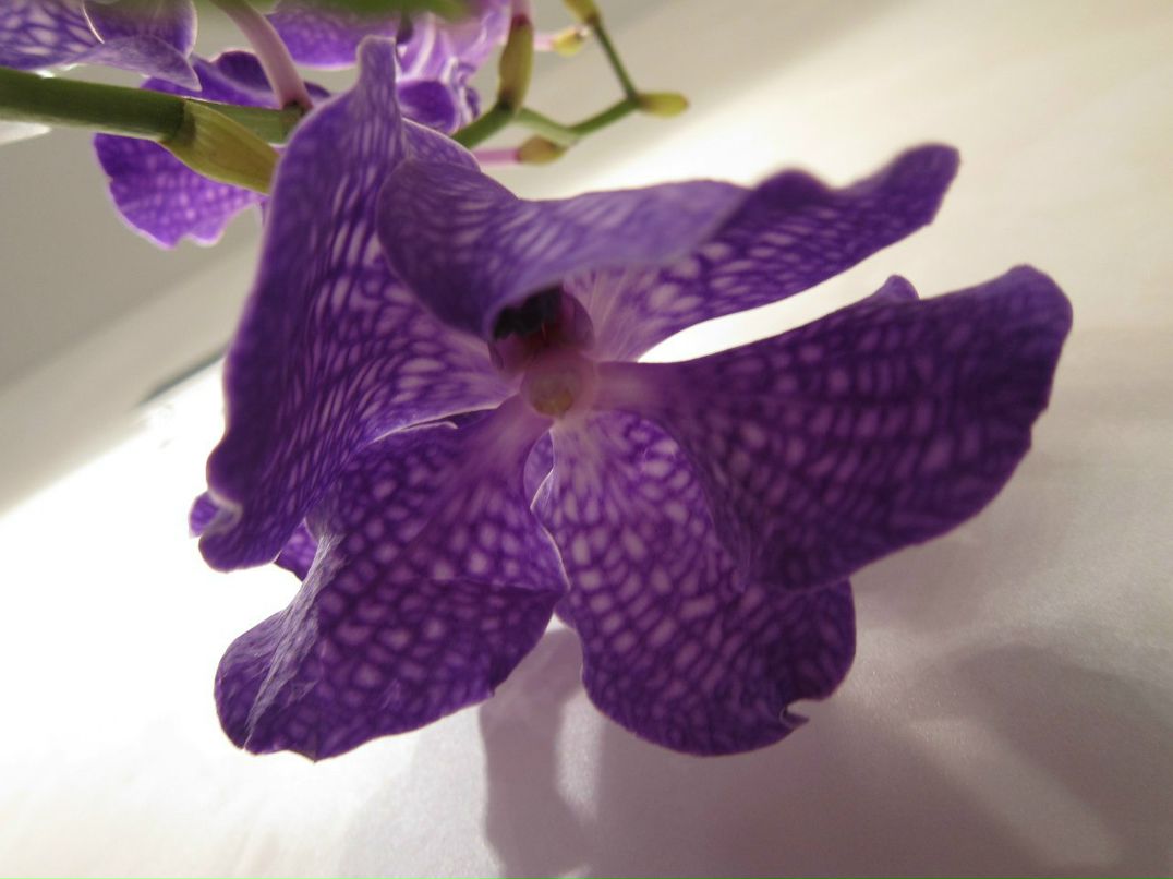 Виктория Лубинец | Киев