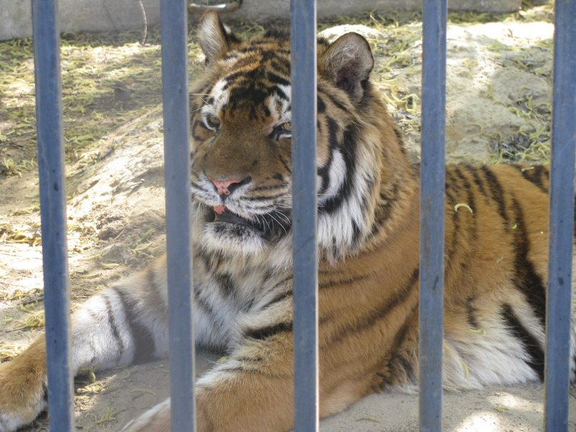 Анатолий Лысенко | Белгород