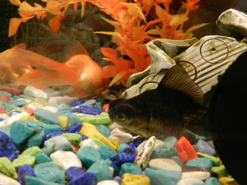 Алексей Фуфлыгин | 