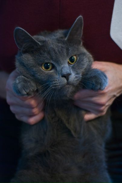 №141, Екатерина Мосина, Санкт-Петербург №141, Екатерина Мосина, Санкт-Петербург