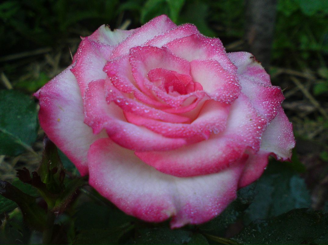 Анна Сорокина | Чебоксары