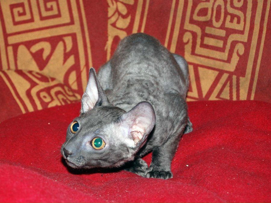 Анна Ривилис | Москва