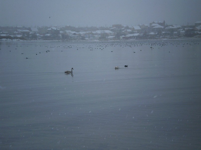 Дмитрий Волков | Черноморское