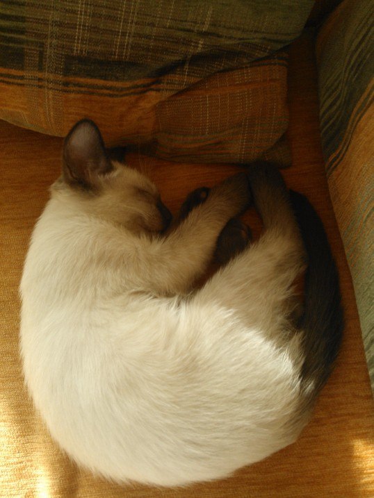 Вероника Сергеева | Барнаул