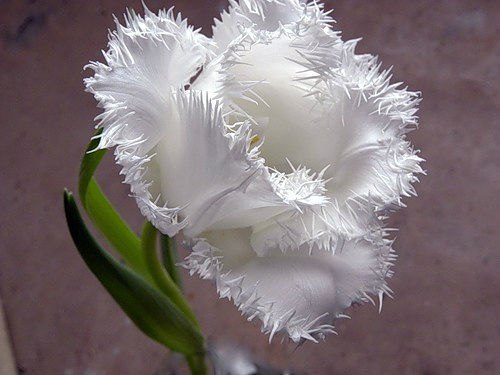 Наталья Головенко *** | Севастополь