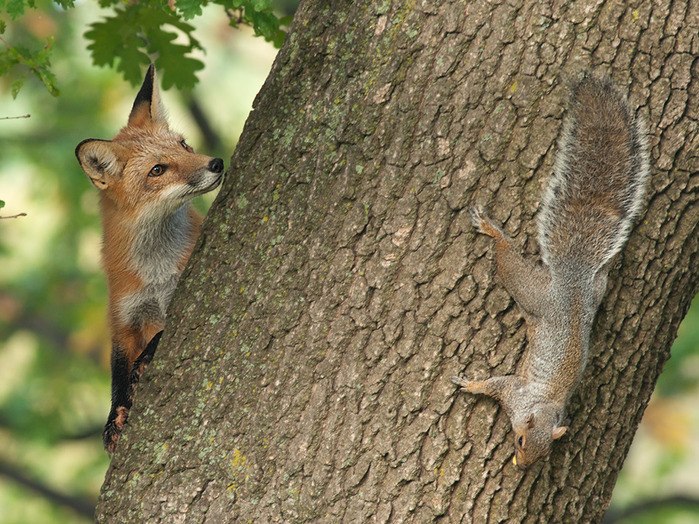 Евгений Fox | Лида