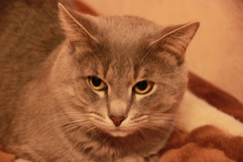 Наталья Родионова-Бубнова Lisa | Москва