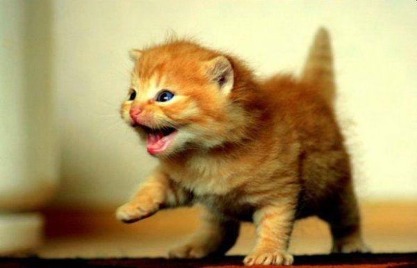 Наталия Баскакова | Великий Новгород