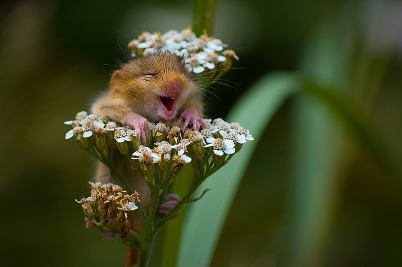 Ирина Григорьева | Псков