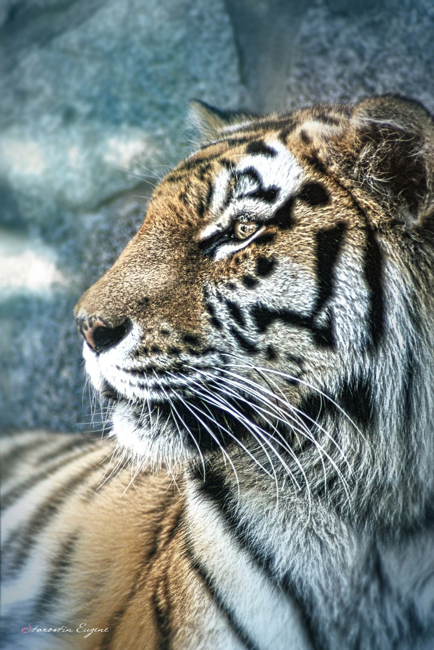 Eugene Starostin | Санкт-Петербург