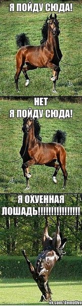 Евгений Хаджиев | 