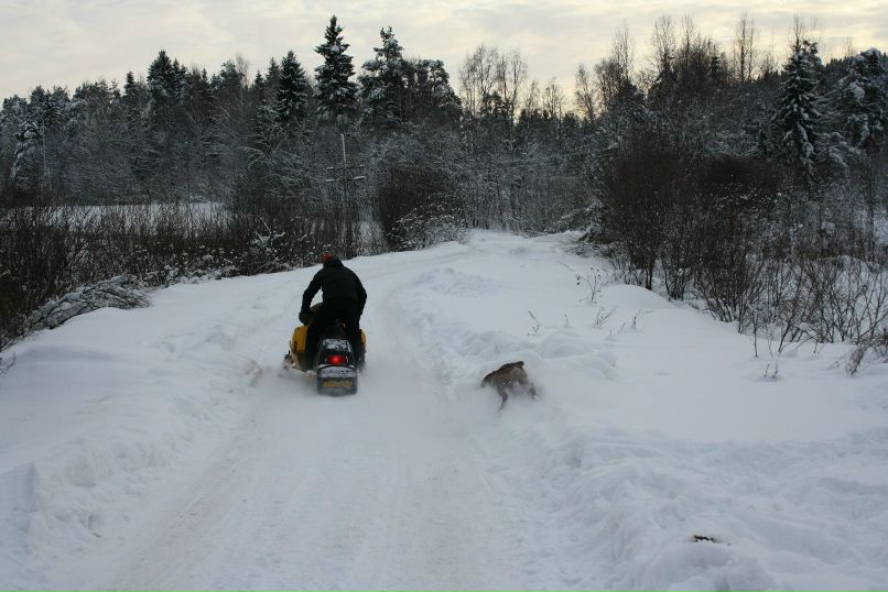 Дмитрий Старожитник | Сортавала