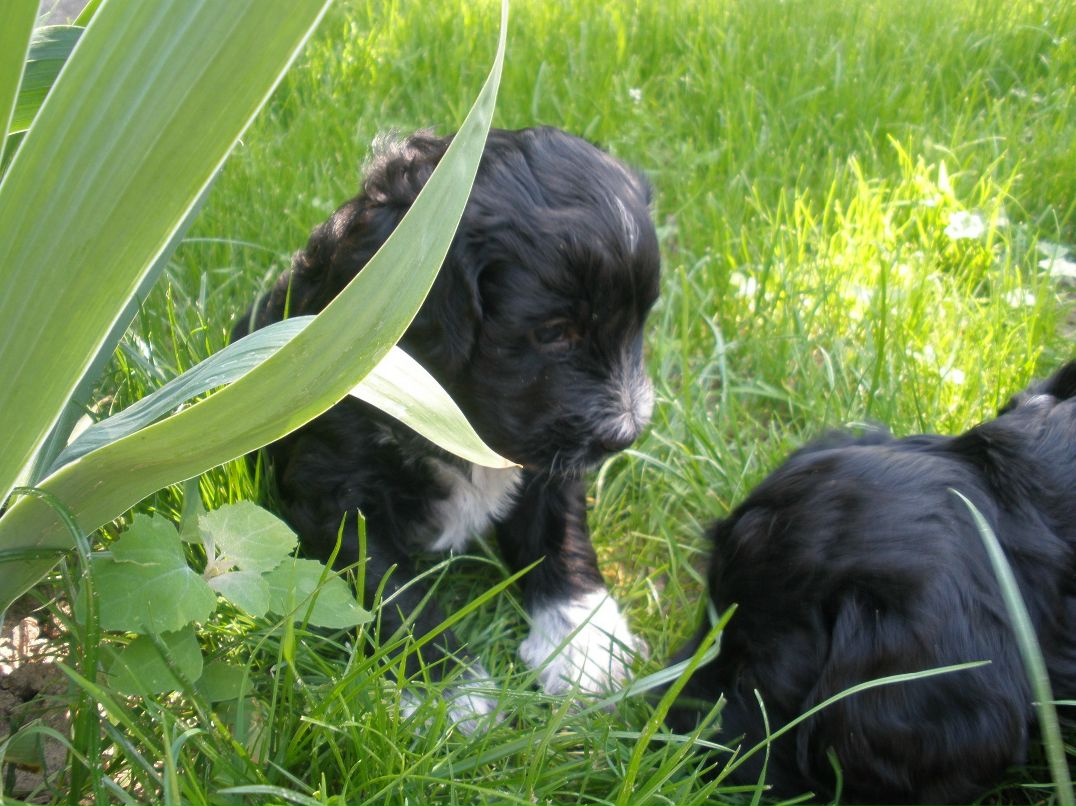 Алина Сенина | Боярка