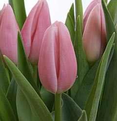 №55, Светлана Жукова, Москва №55, Светлана Жукова, Москва