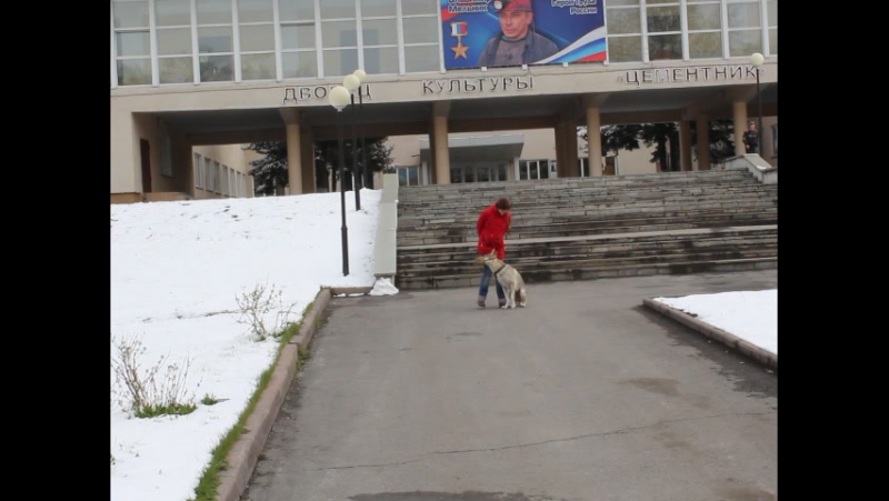 Чехословацкий влчак Lado Welta z Lasów Preczowskich( Cassanova Srdcerváč X Jadiel z