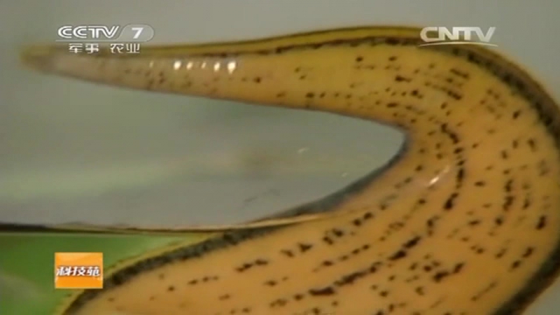 Пиявки Шуйчжи, или многомиллиардный растительный