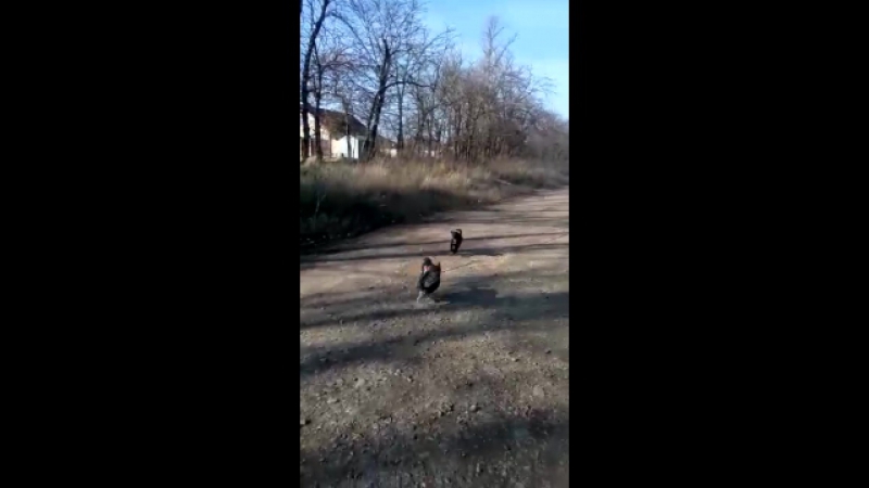 Скайли и щенок приюта не могли сидеть долго и поэтому они