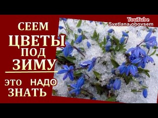 ПОСЕВ ЦВЕТОВ ПОД ЗИМУ..СЕЕМ ОДНОЛЕТКИ, МНОГОЛЕТКИ. СЕКРЕТЫ ПОСАДКИ,ПОДГОТОВКА ГРЯДКИ  .СРОКИ ПОСЕВА.