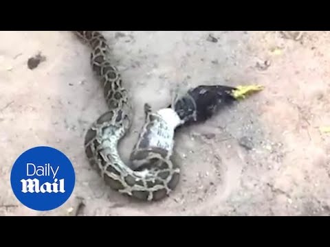 Massive 12ft python regurgitates farmers rooster after being