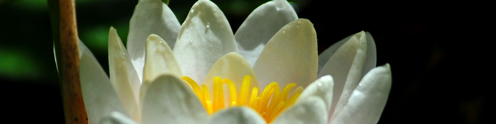 Союз Сотворчества через Тантрические практики | Парные практики и йога ...