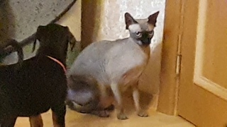 Sant Kreal S-litter 9 , 6 weeks (Sant Kreal Bellator & Sant Kreal Halva)