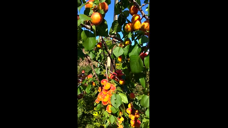 VID_20190827_150416.mp4