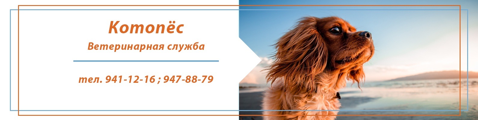 Интернет Магазин Котопес Саратов