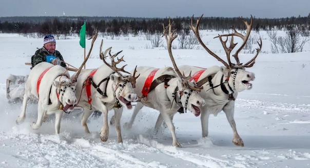 Упрядкп северные олени, ямал. Ездовой олень. Олени ненцы нарты. Северный олень в упряжке. Упряжь для оленя.