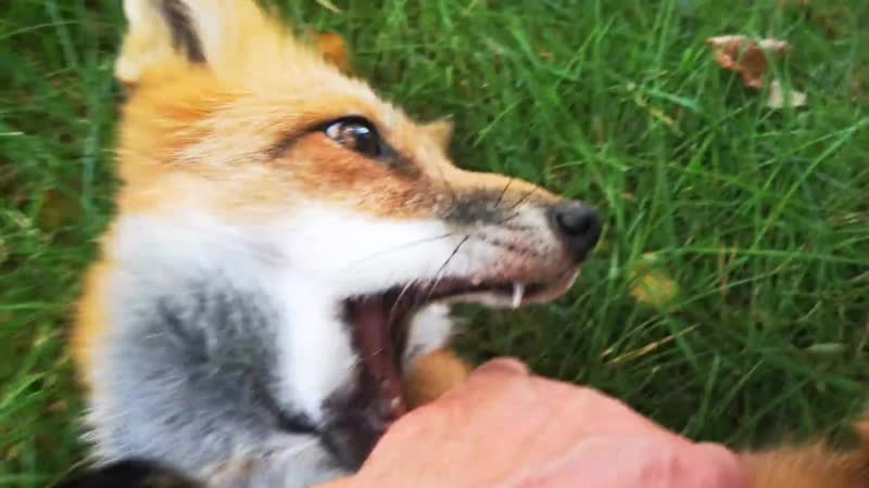 Алиса лиса. Разговор лисы при общении и