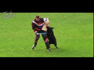 WUSV 2017 in Holland compilation schutzhund IPO world championships