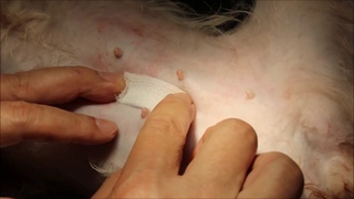 Как стерилизовать суку с минимальным разрезом кожи / How to spay a female dog with a minimal skin incision