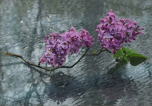 Сирень гроза. Сирень под дождем. Сирень карпатская побеги. Сирень гроза. Сирень под дождем.