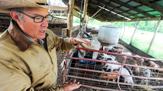 How Joel Salatin brings out the Pigness of the Pig