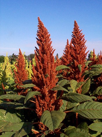 Елена Зубкова * Аndreth* | Новосибирск