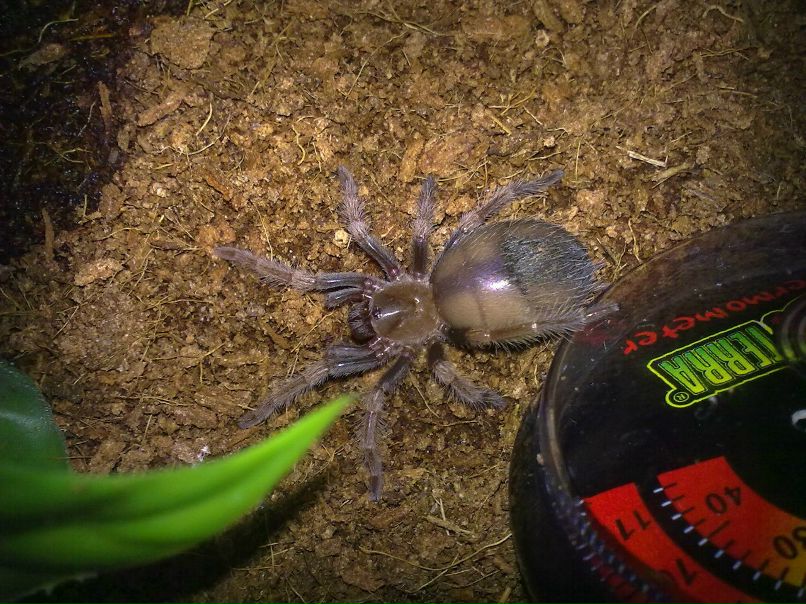 Руслан Градов HardCore | Харьков