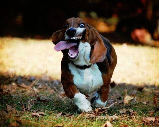 Дмитрий Струменщиков | Днепр (Днепропетровск)