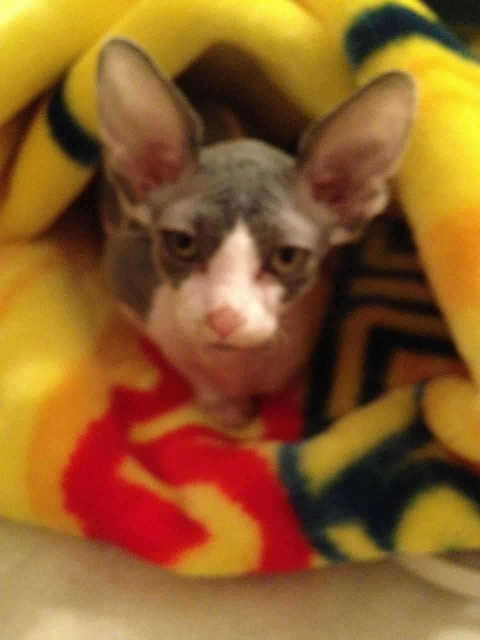 Евгения Сашкина | Нижний Тагил