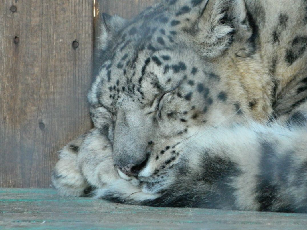 Олеся Солнышкина | Красноярск