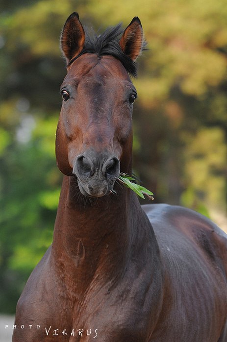 Эмануил Бенкендорф | Харьков