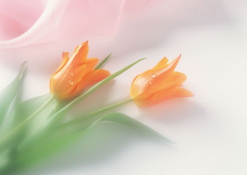 №161, Юлия Токан, Сумы №161, Юлия Токан, Сумы