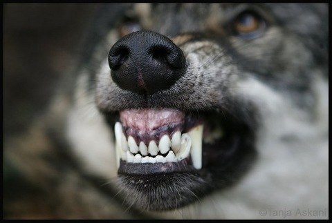 Денис Денисов | Köln